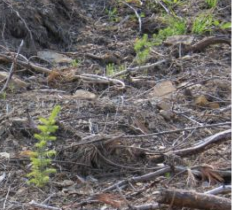 Main page image for Red Spruce Seedling Regeneration for the Northeast